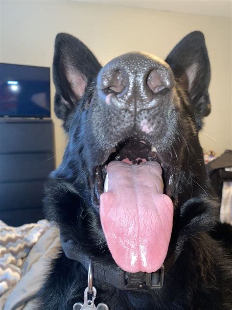 Pink Coloring On Dogs Nose German Shepherds Forum