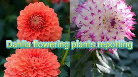 How To Dahlia Flowering Plants Cutting Second Repotting And Soilmix