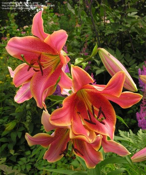 Plantfiles Pictures Oriental Trumpet Lily Ot Hybrid Orienpet Lily
