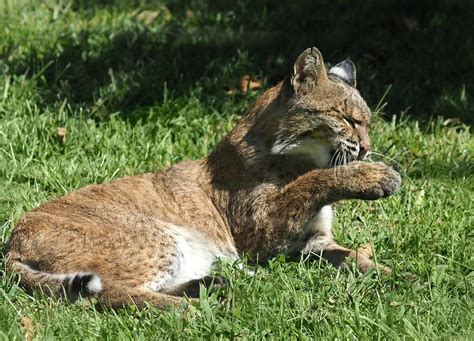 North American Bobcat In The Wild Photograph By Prairie Pics Photography