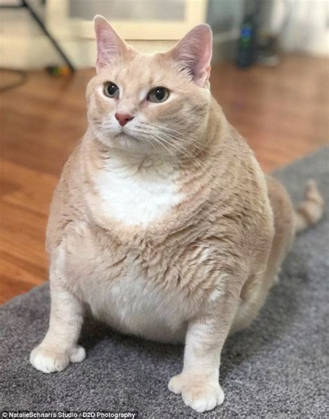 Giant 33 Pound Cat Dubbed The Real Life Garfield Takes On A Diet