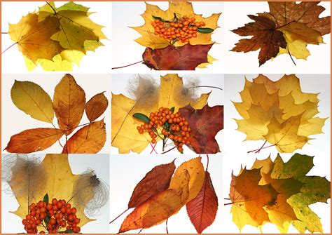 Autumn Colours Graham Chetwynd Flickr