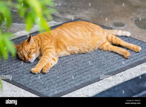 An Orange Colour Tabby Cat Sleeping On The Mat Out In The Street