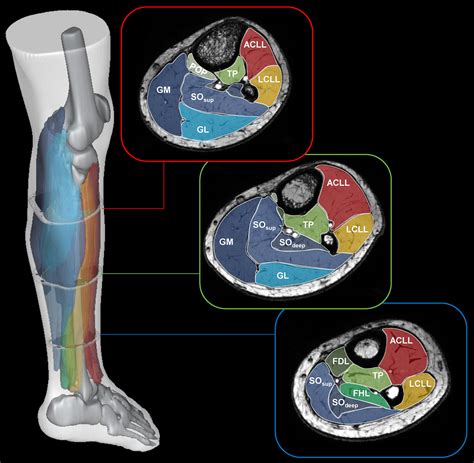 Diffusion Properties And 3d Architecture Of Human Lower Leg Muscles