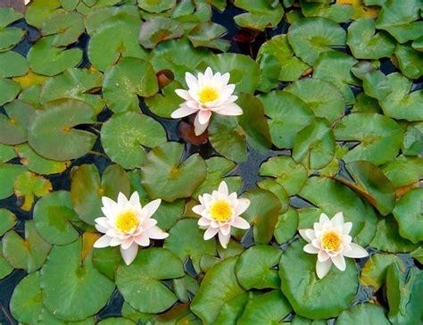 White Gladstone Or Nymphaea Gladstone Winter Hardy Water Lily