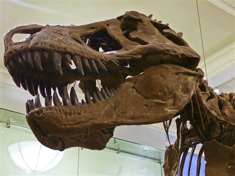 Tyrannosaurus Rex American Museum Of Natural History New York Ny © Mark Ryan Mark Ryan