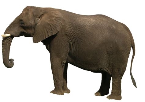 Maybe you would like to learn more about one of these? Elephant PNG Transparent Images | PNG All