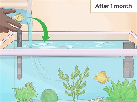 Keyword For How To Install Plants In Aquarium