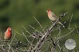 House Finch Drawing Images
