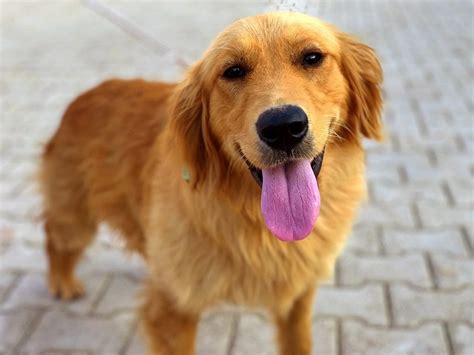 5 Types Of Golden Retriever Colors And Shades With Chart And Pictures