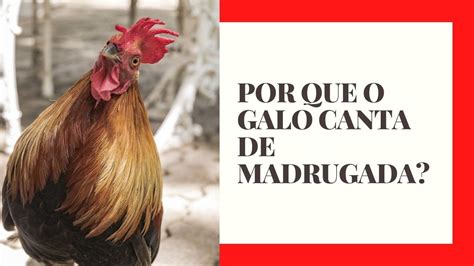Galo Cantando Antes Da Meia Noite