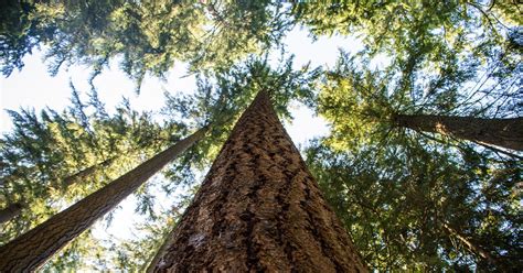 Big Gains And Some Growing Pains In Forest Carbon Offset Markets