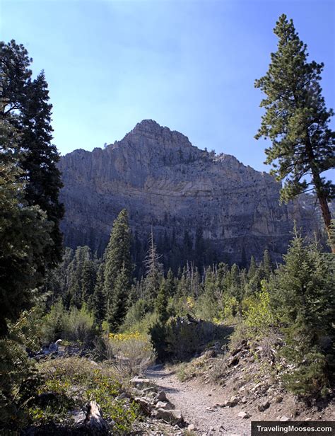 Exploring The Cathedral Rock Trail In Mt Charleston