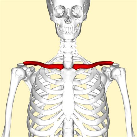 Anatomy Of The Clavicle