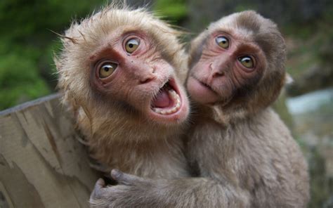 Funny Monkey Pictures Wallpapers Wallpapersafari