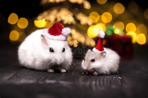 Cute Hamster With Santa Hat On Bsckground With Christmas Lights Cute