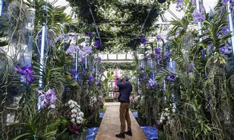 Orchid Show Held At Chicago Botanic Garden Us Global Times