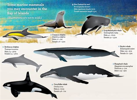 Species And Facts About Whales Marine Mammals