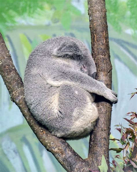 Koala Bear Sleeping Profile Stock Image Image Of Bear Sleeping