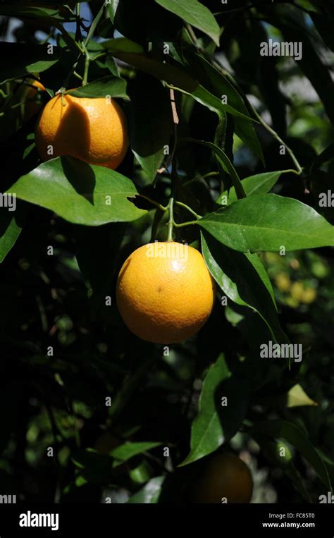 Orange Citrus Sinensis Stock Photos And Orange Citrus Sinensis Stock