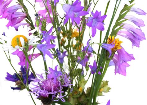Trova e scarica risorse grafiche gratuite per fiori. Immagini Belle : fiore, Fiore di campo, floristica, pianta ...
