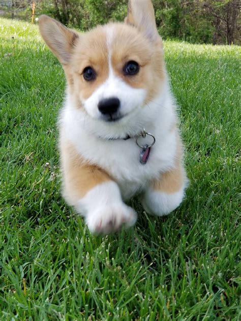 Everyone Loves Baby Corgis Ifttt2k4keez Cute Puppies Cats