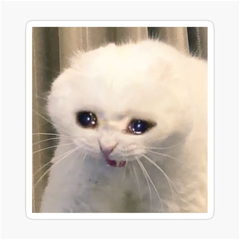 sad cat crying cat cute meme by random galaxy ubicaciondepersonas sexiz pix