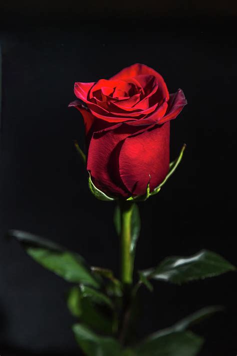 Red Rose On Black Background Photograph By Aleksandr Tkach