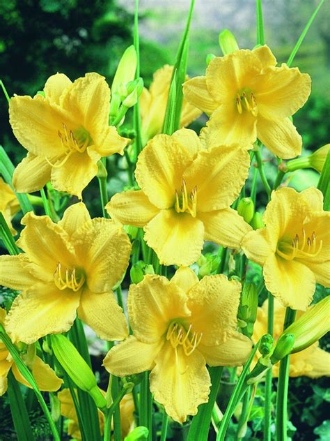 Happy Returns Daylily Lemon Yellow Gardeners Supply