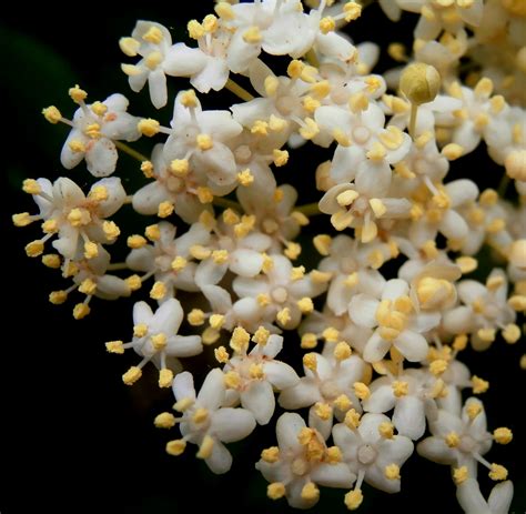 It is possible to identify many of our native trees by looking at their leaves. White flowered trees in the hedgerow 3: The Elder Tree ...