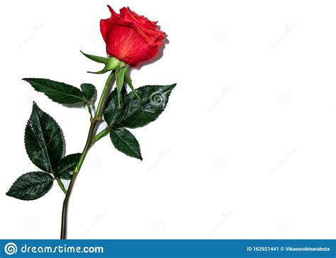 Beautiful Red Rose Isolated On White Background Stock Illustration