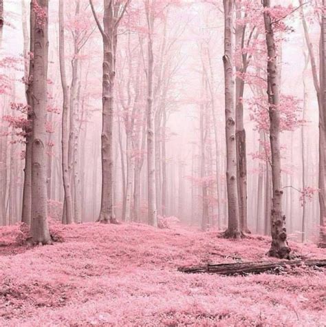 To save the wallpapers for your background Pin by Samantha Conlan on ⊹⊱ Pink ⊰⊹ in 2020 | Pink forest, Pink images, Pastel pink aesthetic