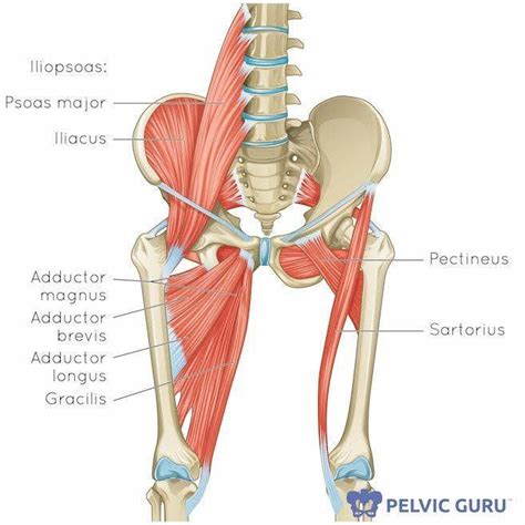 Hip Adductor Stretches To Get You Mobile With Modifications