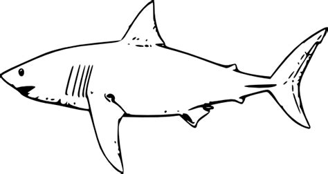 Great White Shark Clip Art At Vector Clip Art