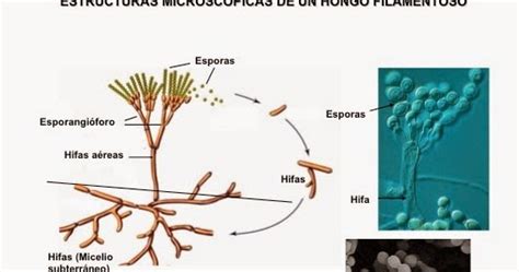Levaduras Hongos Filamentosos Y Bacterias Estructura Microscopica De