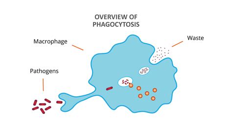 Macrophages A Famous Phagocyte Skindrone