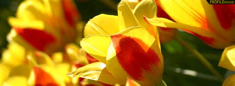 Red And Yellow Flowers Facebook Cover