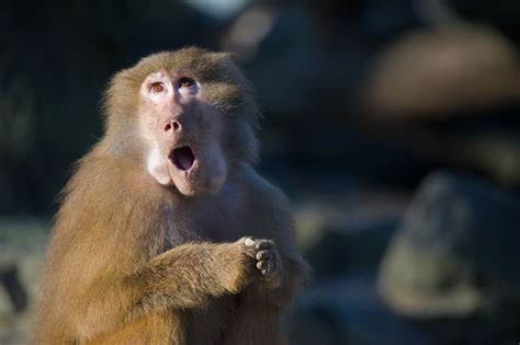 If you think you're your responsibilities as the owner or manager of urgent care center are mounting and you have a lot on your mind, but how to get patients in the door. Urgent Care Trains Monkey to Dispense Z-Paks, Send ...