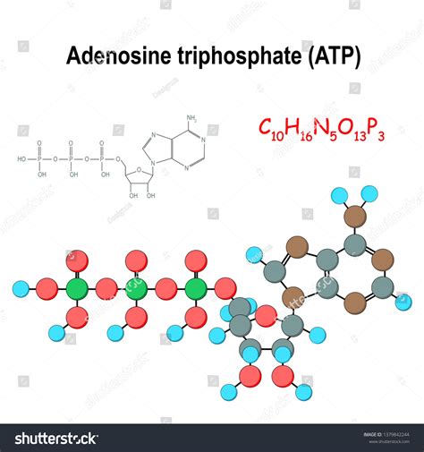 Atp Structural Chemical Formula Model Adenosine Vector De Stock Libre De Regalías 1379842244