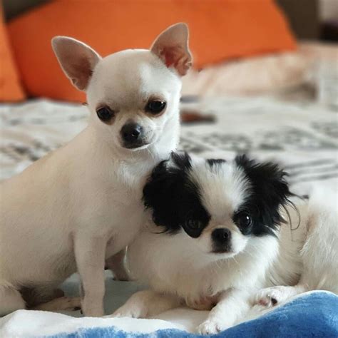Pin By Carolyn Rose On Japanese Chins Japanese Chin Dog Cute