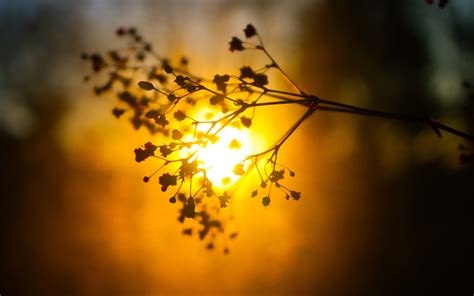 Nature Depth Of Field Silhouette Plants Sunlight Bokeh Sunset