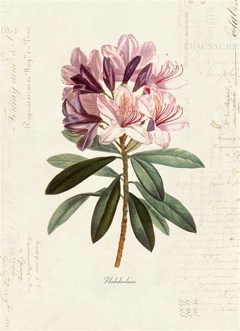 Vintage Botanical Flower Rhododendron On French Ephemera Print Etsy Botanisk Illustration