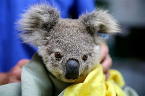 9 Things You Didnt Know About Koalas