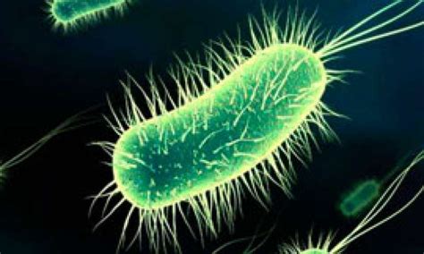 Escherichia coli (abbreviated as e. Informare despre bacteria E.coli și măsuri de prevenție a ...