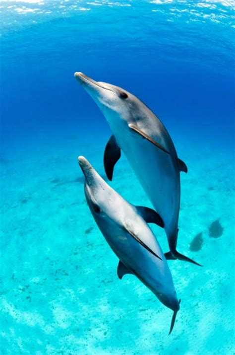 Dolphins Dolphins Photo 40246978 Fanpop