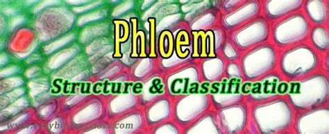 What Are The Components Of Phloem Easybiologyclass