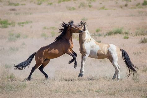 Differences Between Mustang And Bronco Horses Equestrian Space