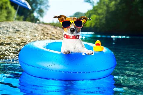 Dogs Who Have Really Enjoyed Summer Life With Dogs