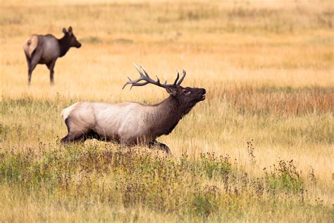 Free Images Grass Prairie Animal Wildlife Deer Horn Herd