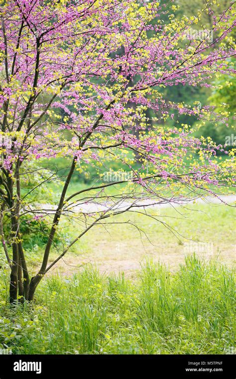 Blooming Redbud Tree Stock Photo Alamy